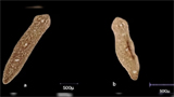 New regenerating flatworm species ’Dugesia Punensis’ discovered in Pune